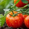 راهنمای صفر تا صد آبیاری گوجه فرنگی + اصول آبیاری گوجه فرنگی