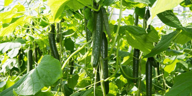 روش های آبیاری خیار؛ آبیاری غرقابی