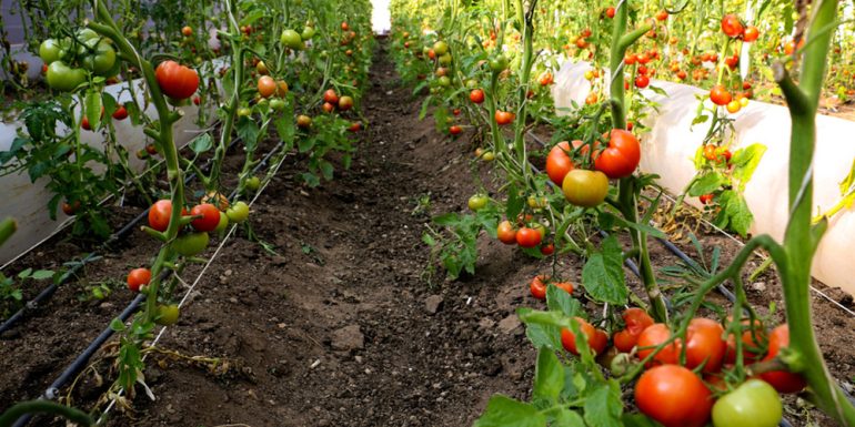 اصول آبیاری گوجه فرنگی؛ آبیاری قطره ای