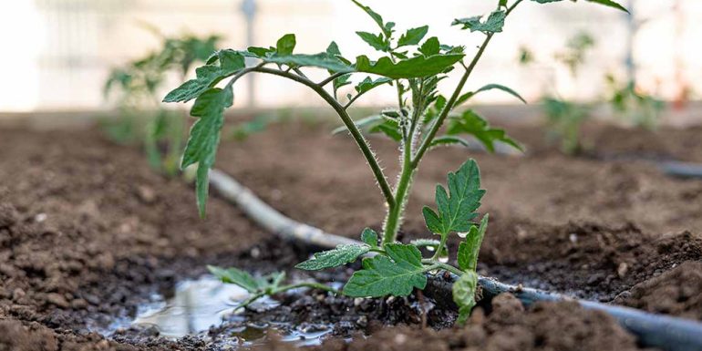 آبیاری سنتی یا روش جوی و پشته