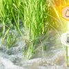 کیفیت آب چه اهمیتی در کشاورزی دارد؟