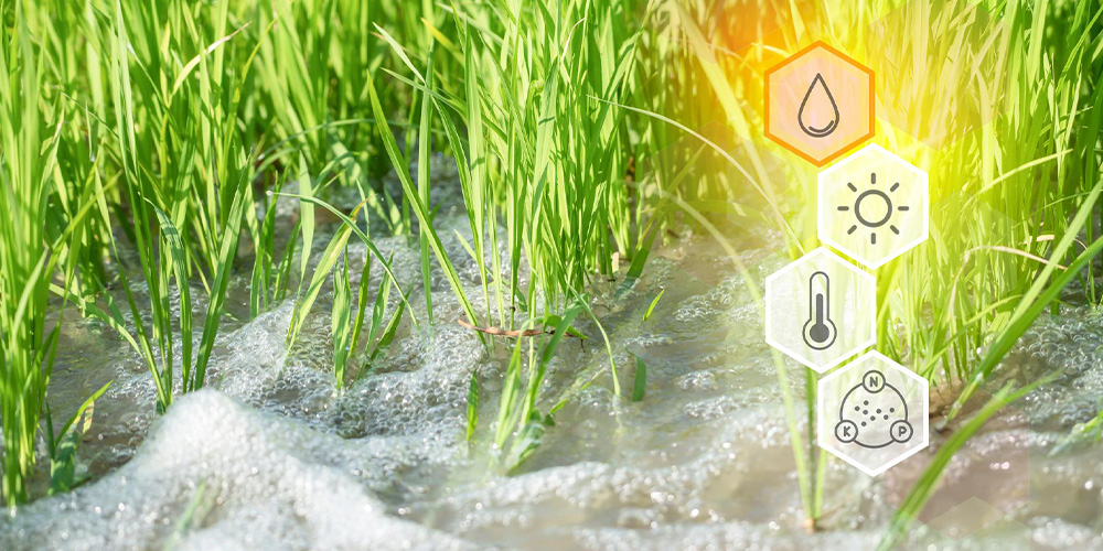 کیفیت آب چه اهمیتی در کشاورزی دارد؟