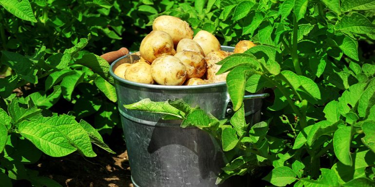 مزایای کود مایع