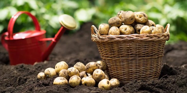 بهترین کود مایع برای سیب زمینی