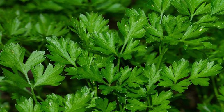 شرایط لازم برای کاشت گیاه جعفری