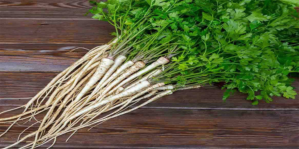 راهنمای کاشت گیاه جعفری + نکات مهم