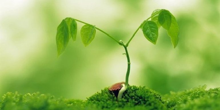 اهمیت دمای ریشه برای گیاهان: روش‌ های مدیریت دمای ریشه در کشاورزی