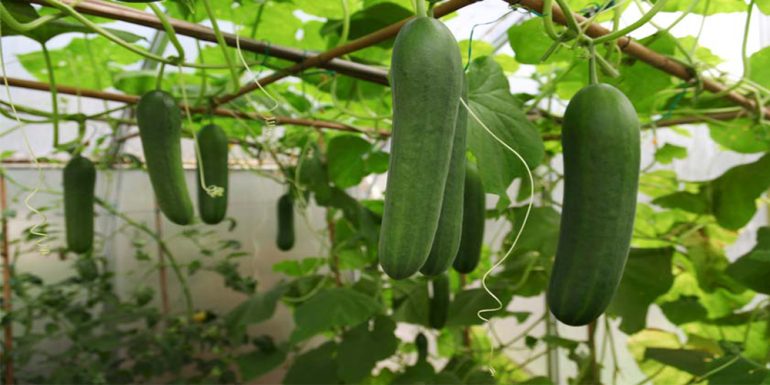 روش های درمان خمیدگی بوته خیار
