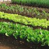 تناب کشت خیار و لوبیا سبز برای خاک سالم