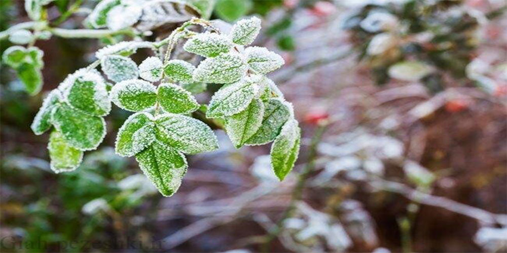 روش های حفاظت از محصولات در سرما (کاهش یخبندان)