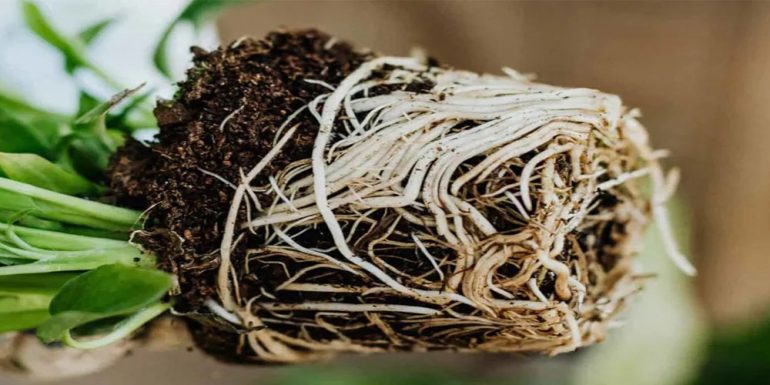 آبیاری و مراقبت از ریشه ها