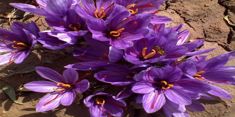 گیاهان مقاوم به کم آبی؛ زعفران (Crocus sativus)