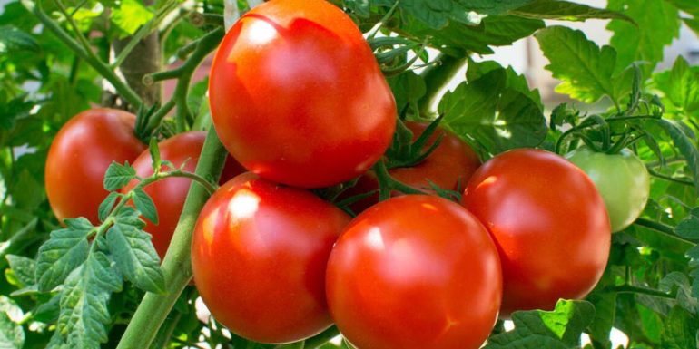 حمل‌ونقل و جابجایی صحیح گوجه‌فرنگی